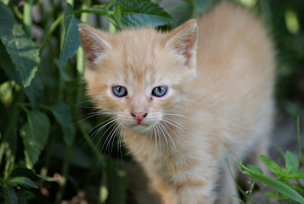 The cat