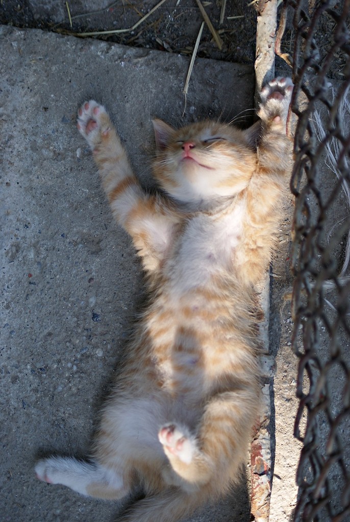The cat