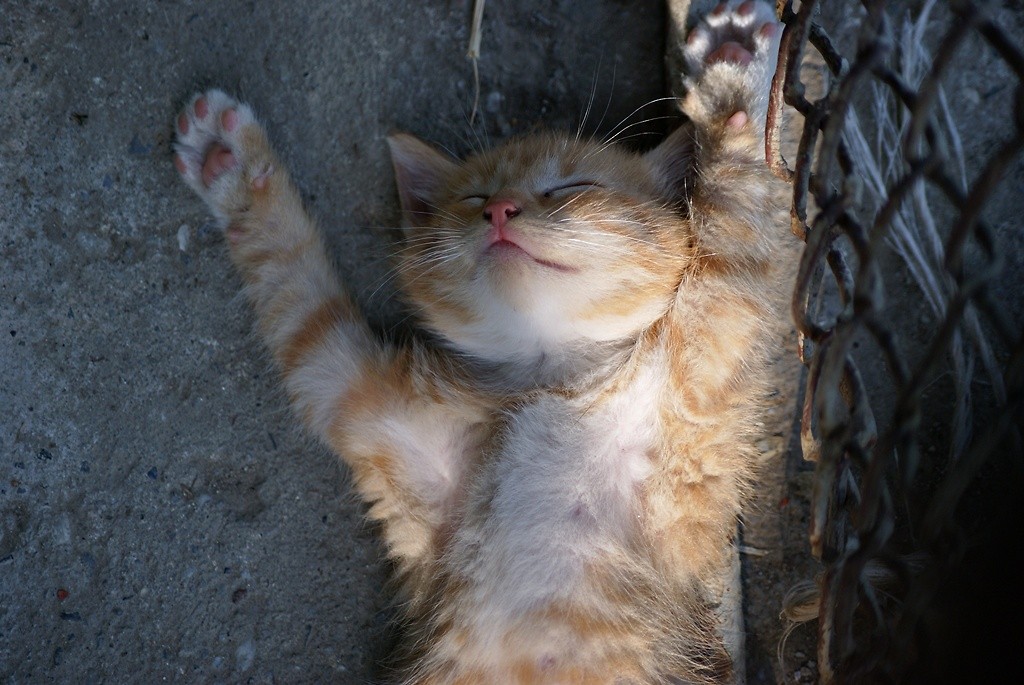 The cat