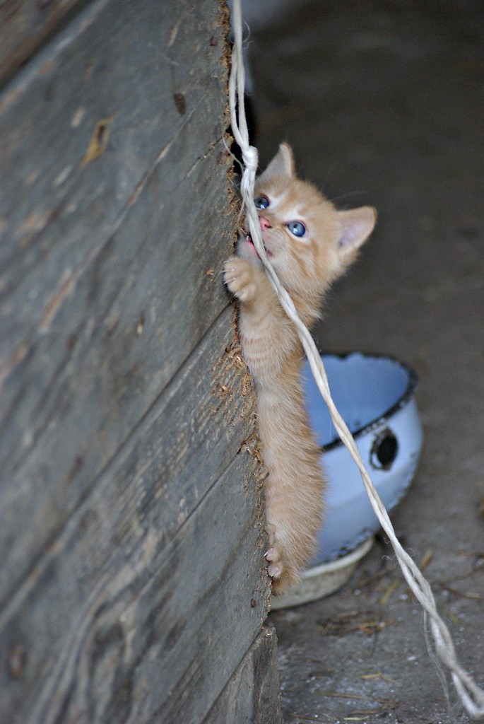 The cat