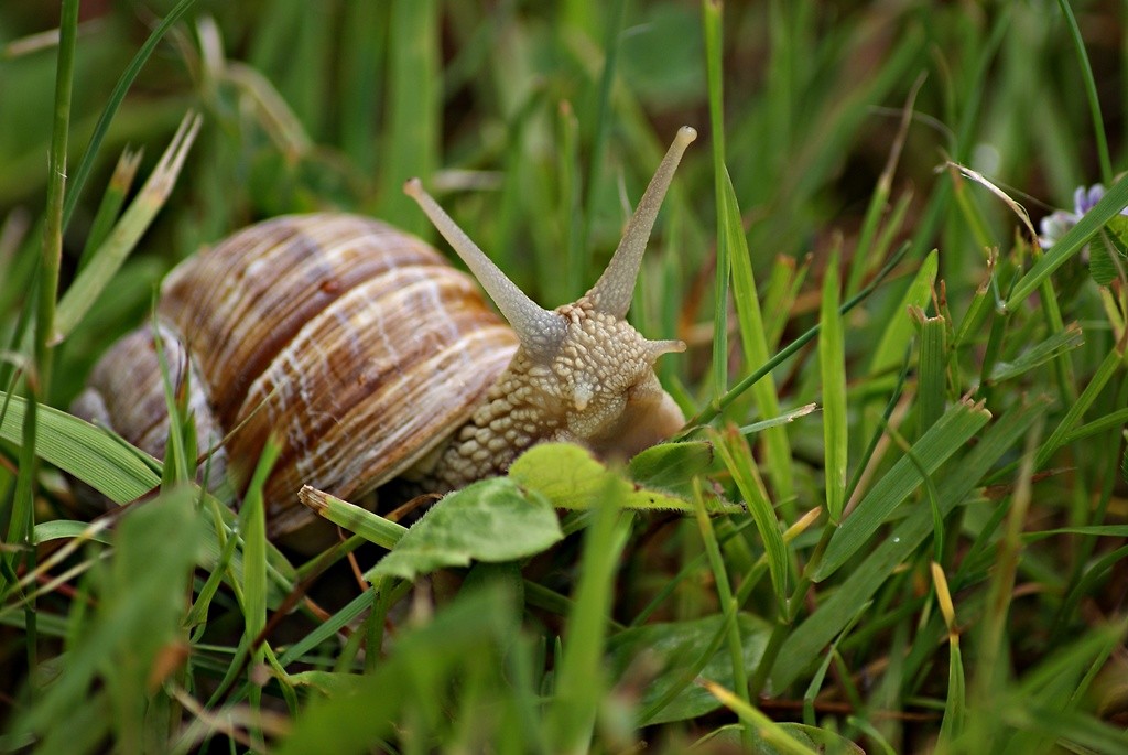 limaczek