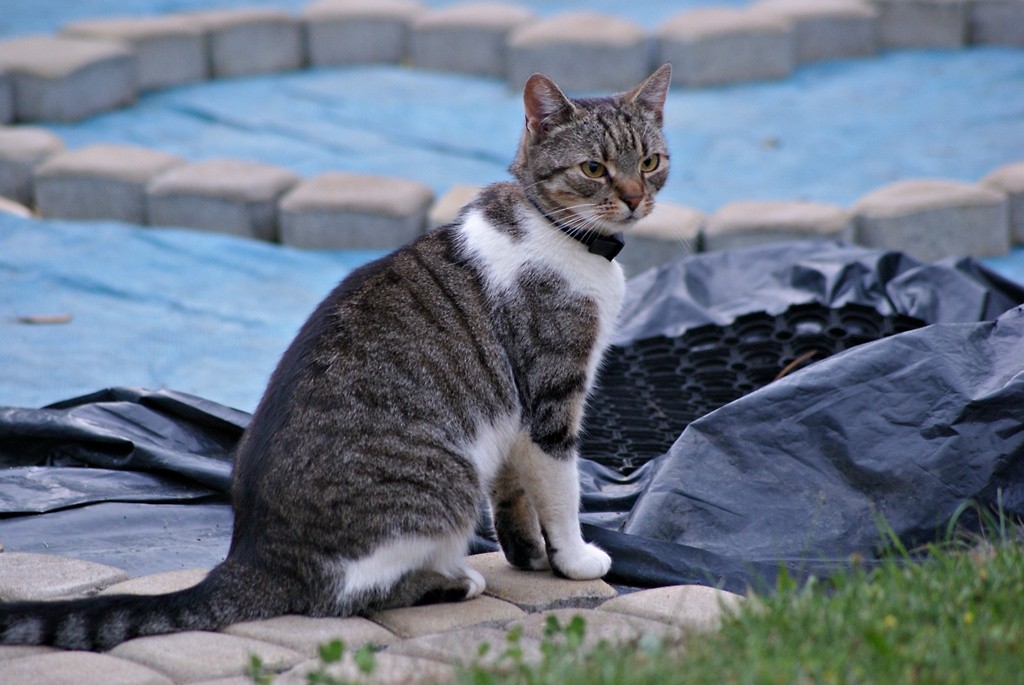 The cat