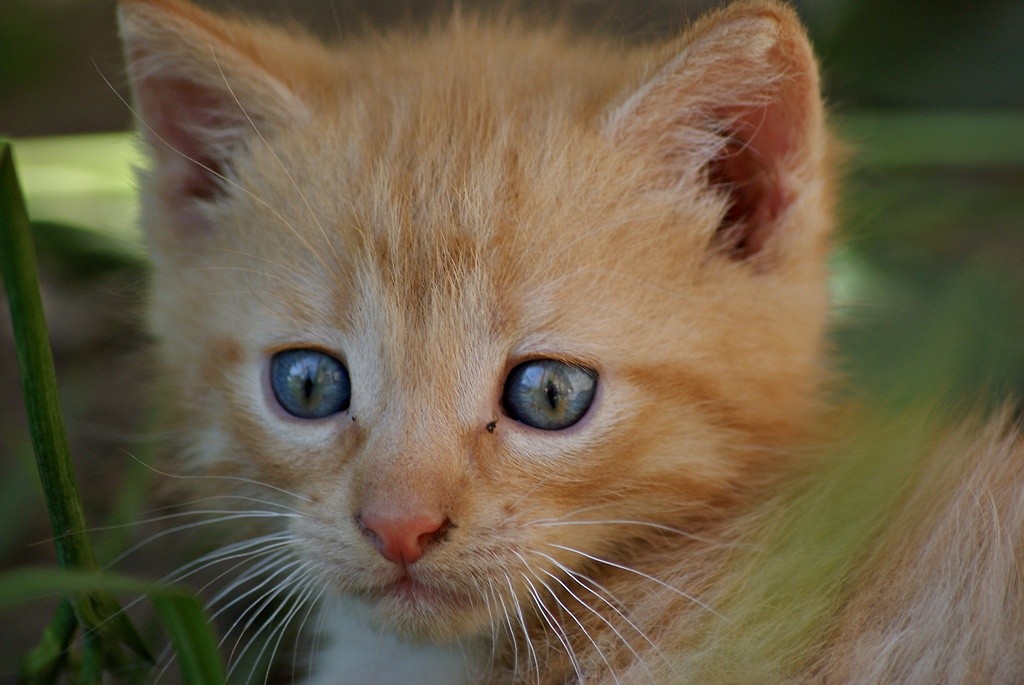 The cat
