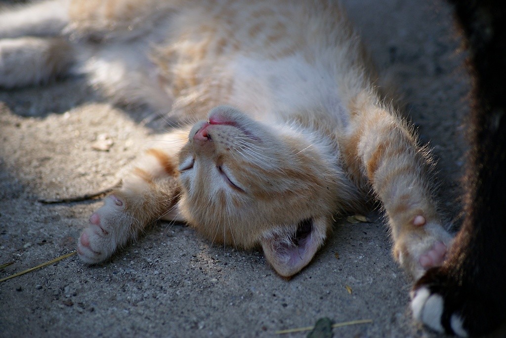 The cat