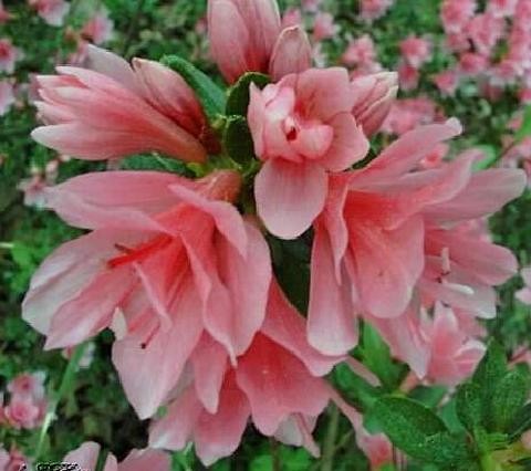 azalia