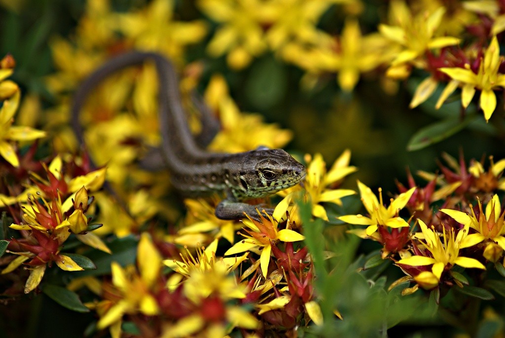 The lizard