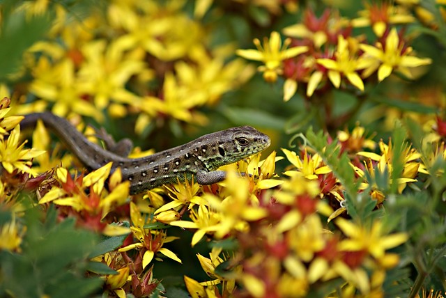 The lizard