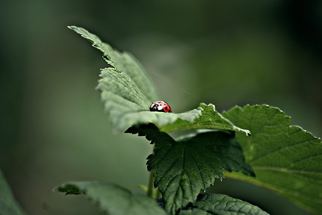 The ladybird