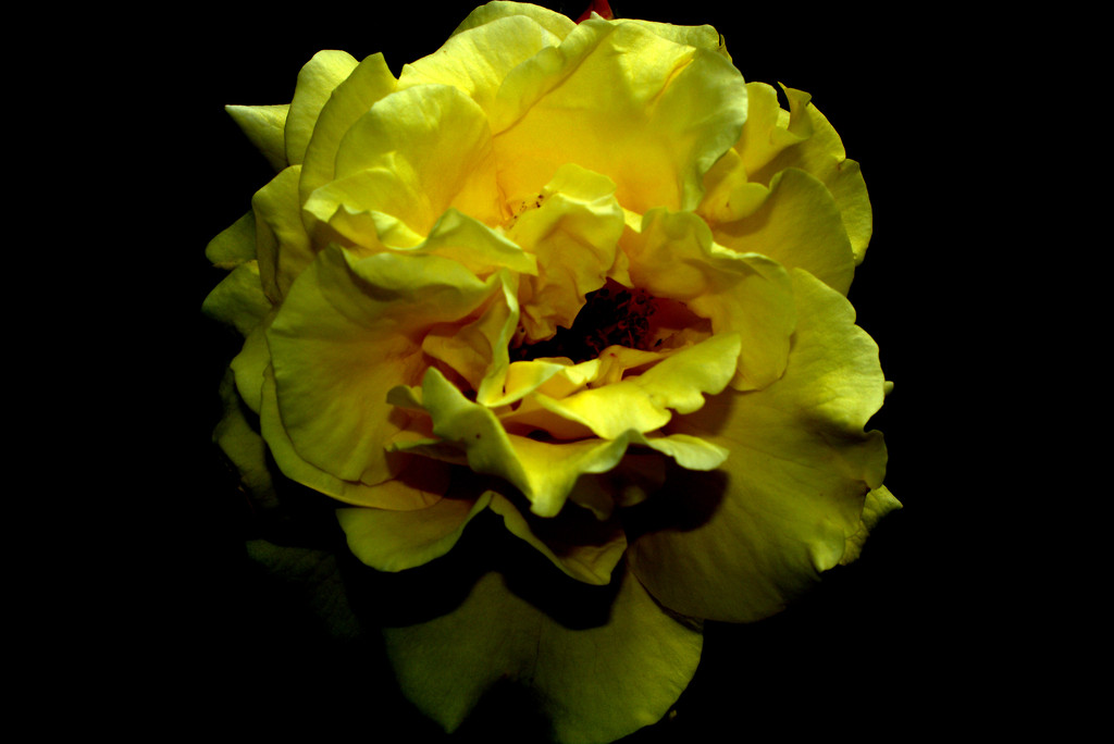 rosarium1