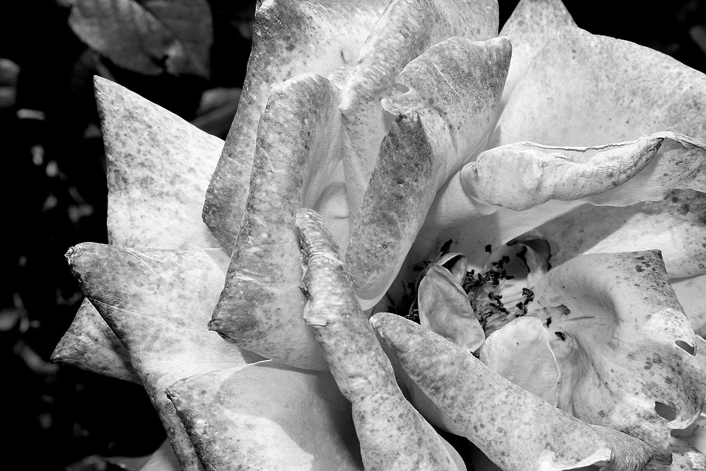 rosarium2