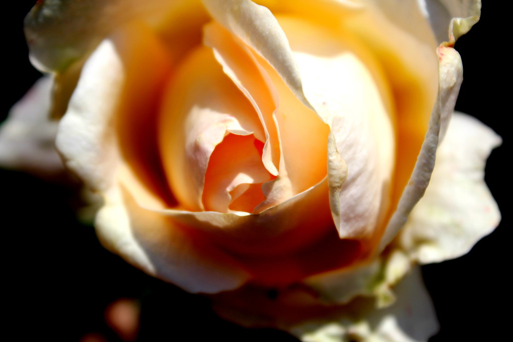 rosarium 3