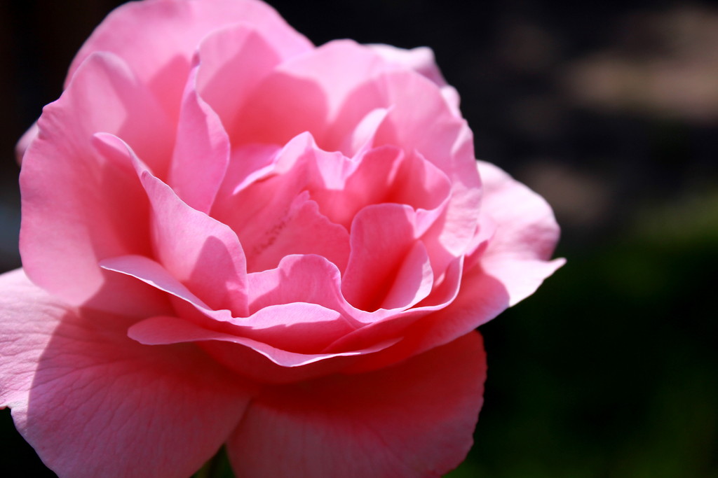 rosarium 4
