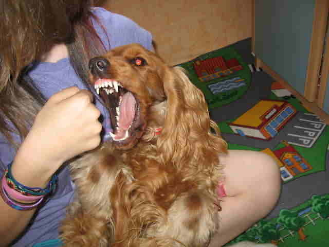 Tiko