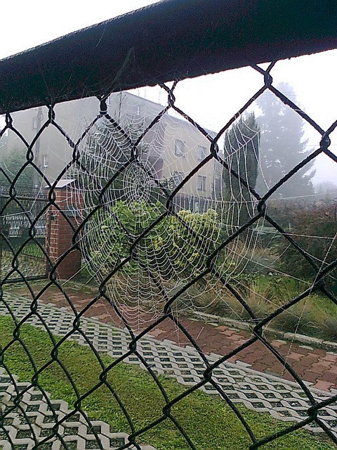 pajencynka