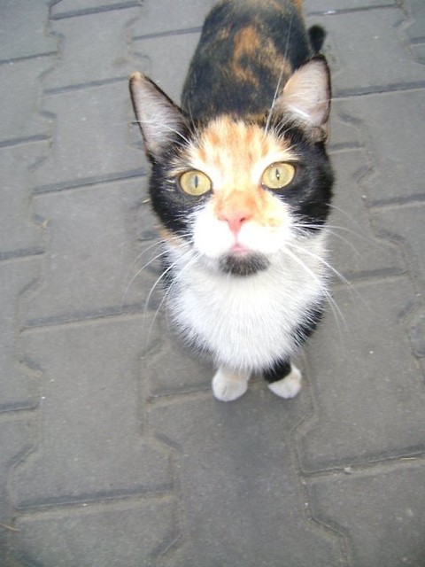 Moj zajebisty kot :P
