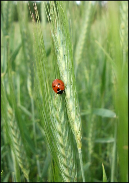 Lato...