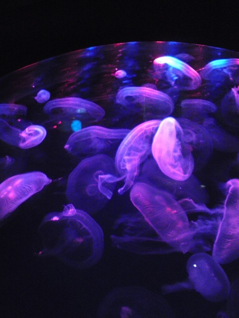 Meduzy