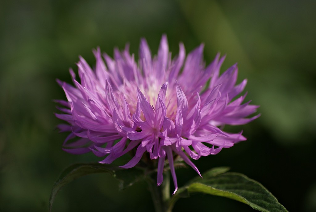 The flower