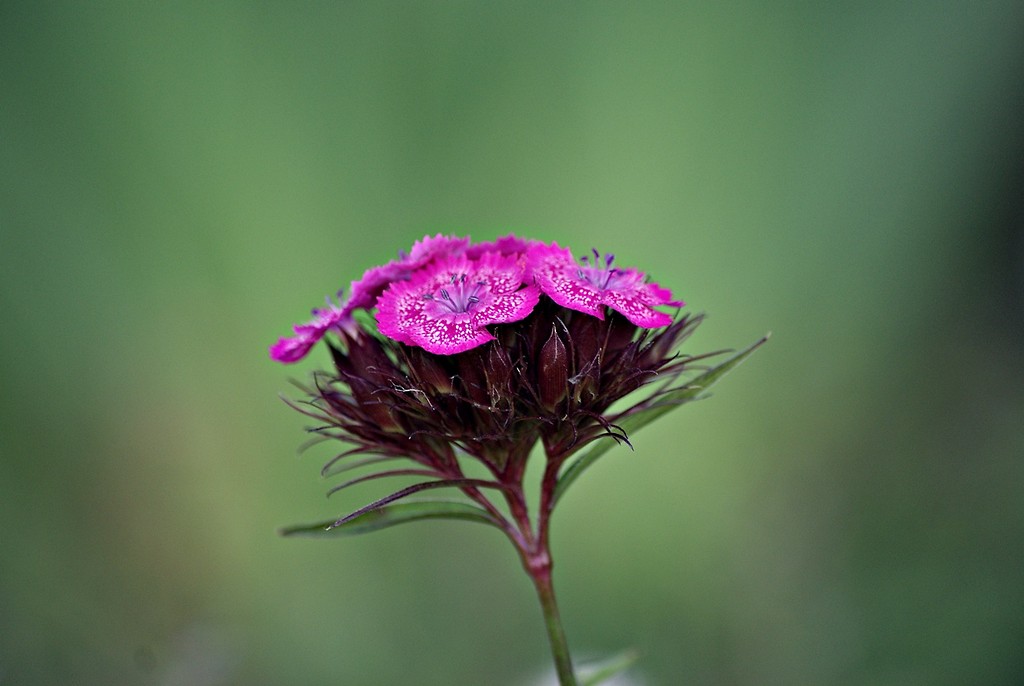 The flower