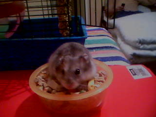 Kubu [*] < 3