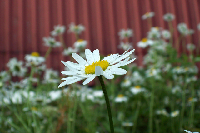 The rainy flowers