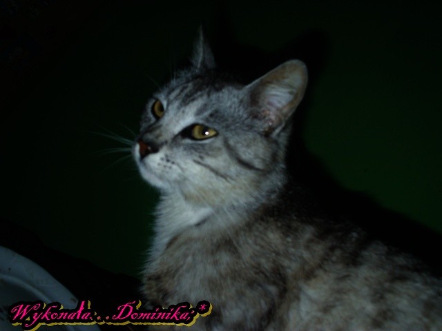 Mj kotek;*