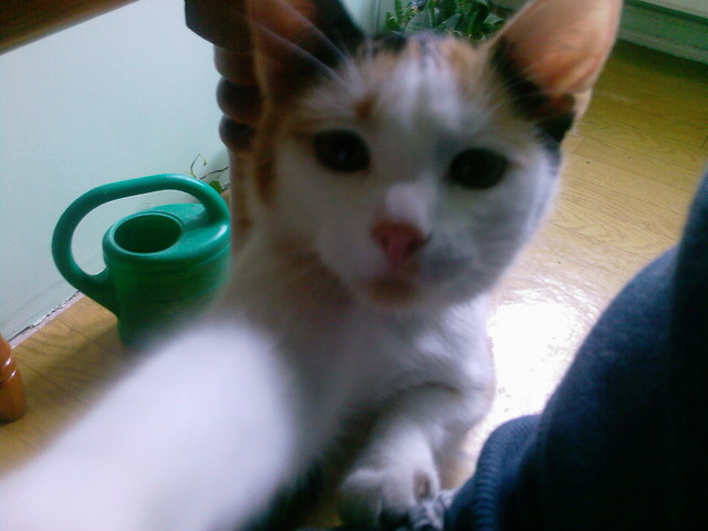 Kiciaaa.