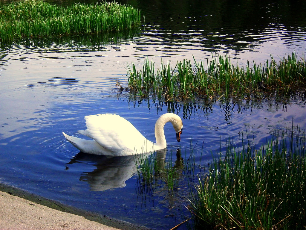 ThE KinG:P WhitE KiNg