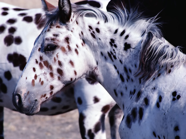 Appaloosa:D