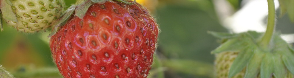 Truskaweczka