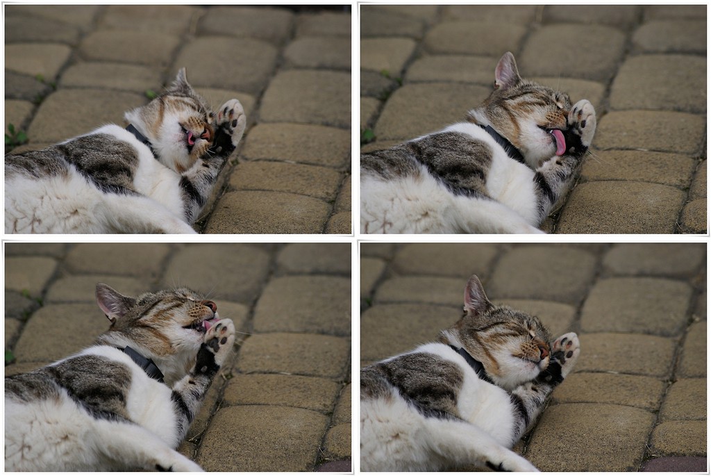 The cat