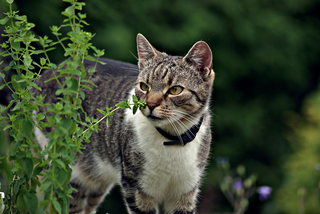 The cat