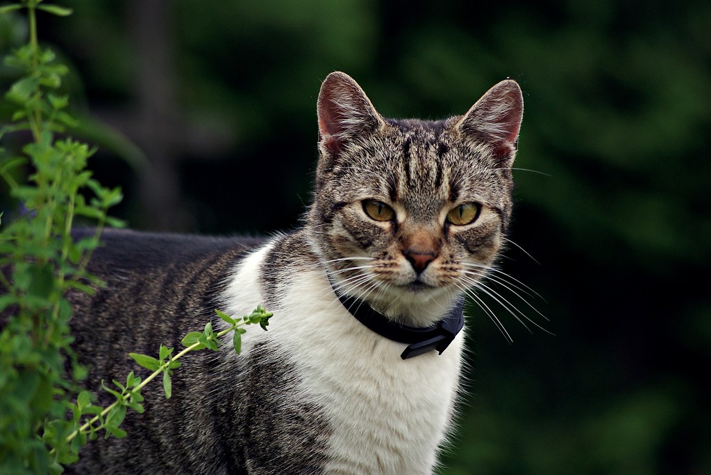 The cat