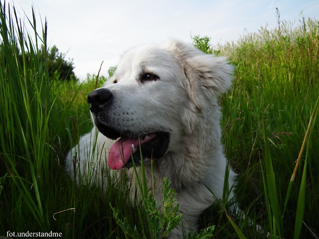 Cesar