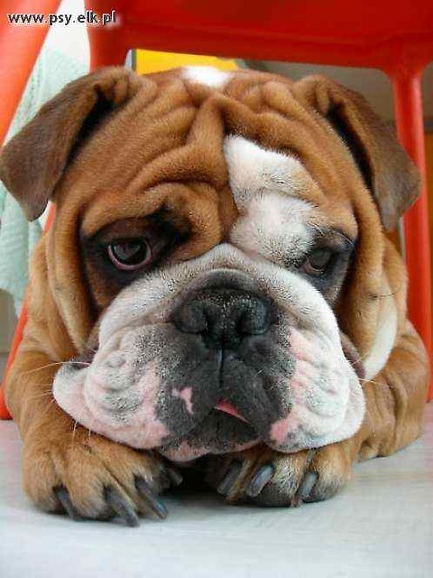 Buldog Angielski