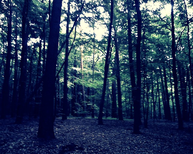 Polana .  .  .