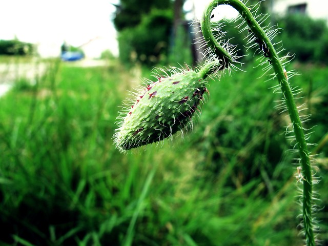 makro.