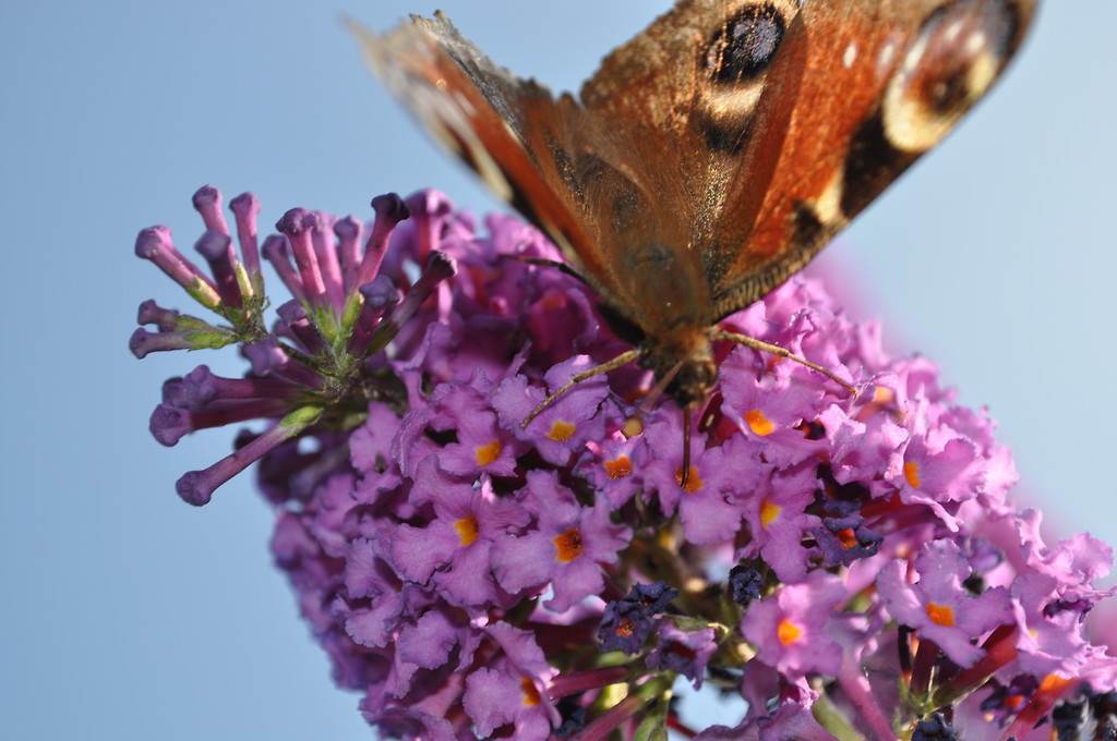 Motyl