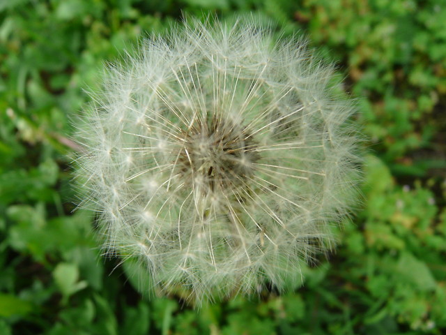 40