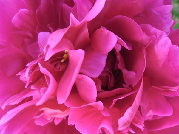 flower!