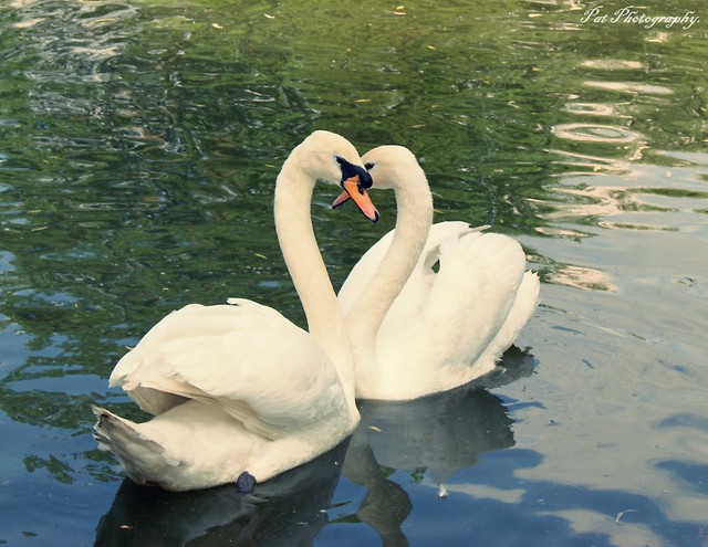 Swan's