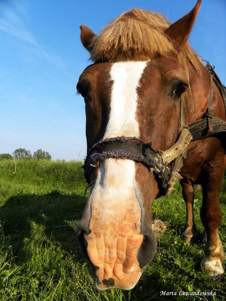 Jakub 