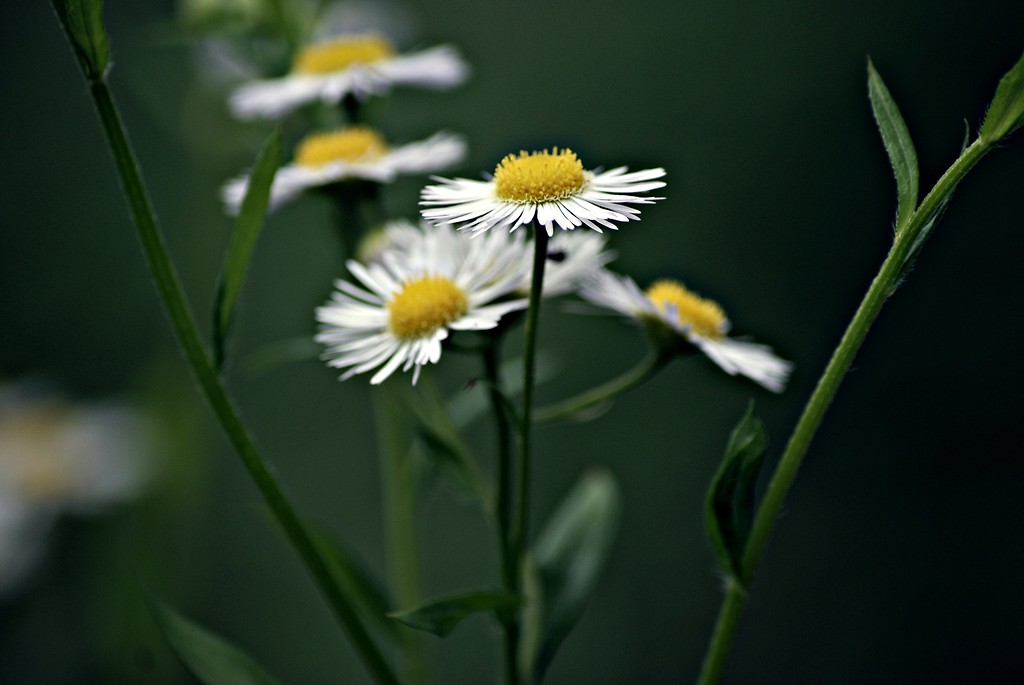 The flower