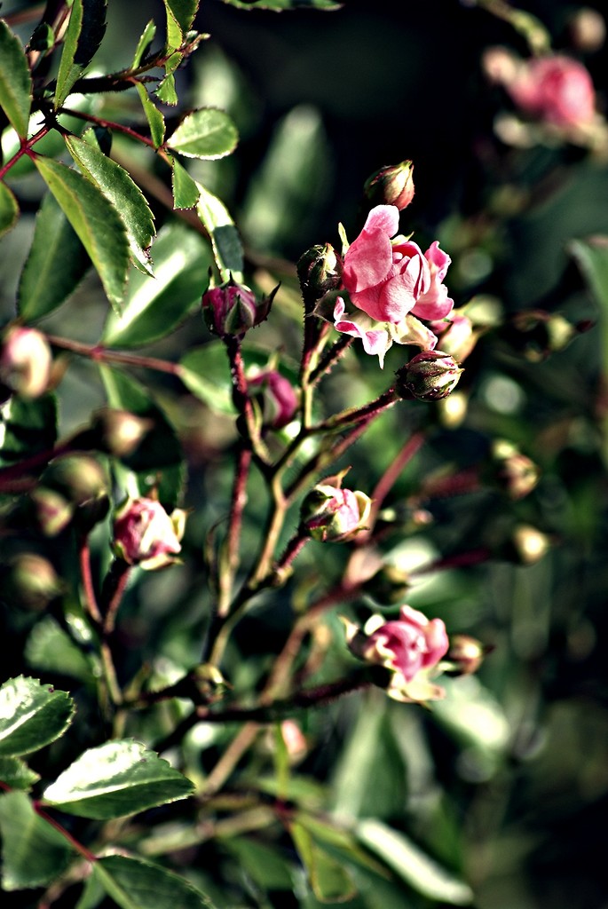The flower