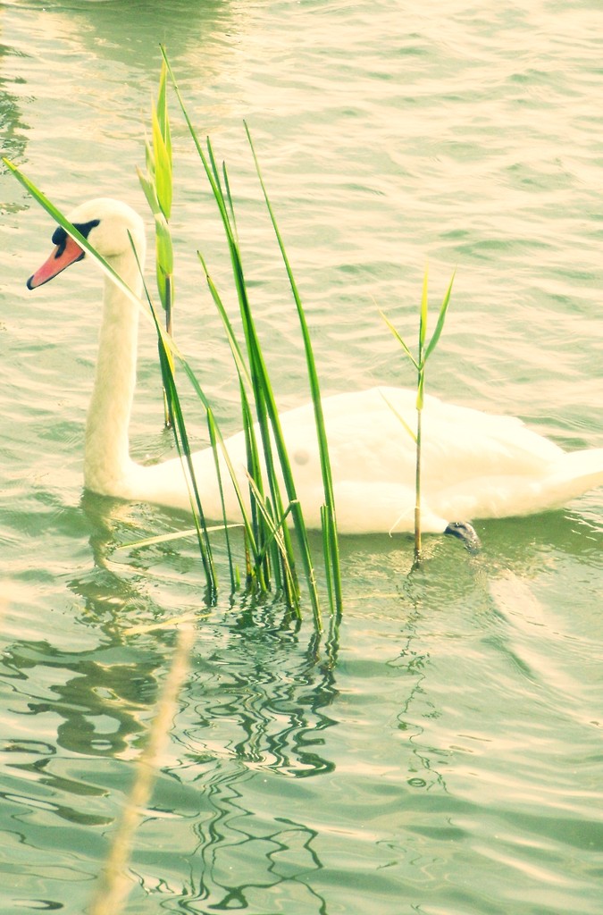 abdek . :) 