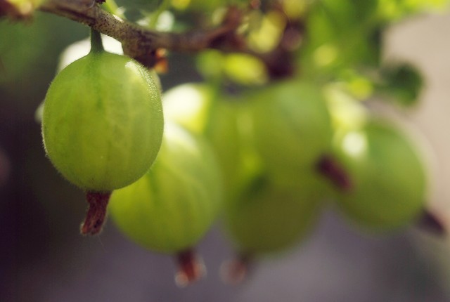 green gooseberry
