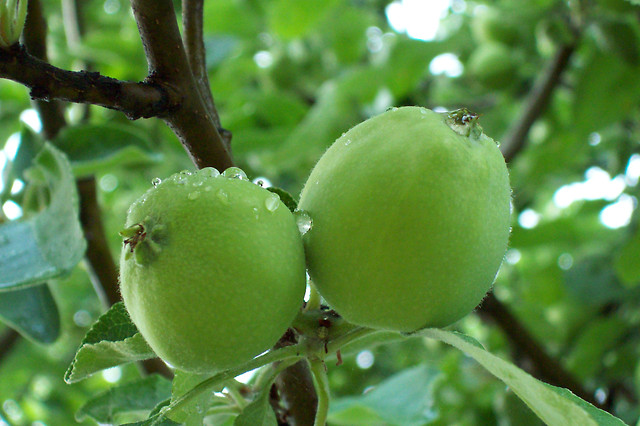 Apple