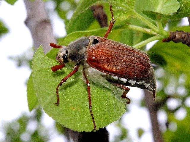 Melolontha melolontha.2 