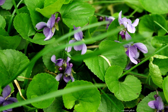 Viola odorata