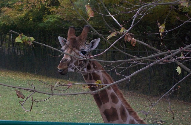 yrafa w Gdaskim Zoo